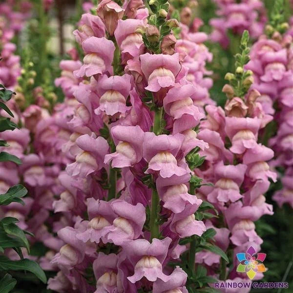 Snapdragon Seeds - 1000+ Opus Lavender - Antirrhinum majus - Garden Planting, USA, Free Shipping