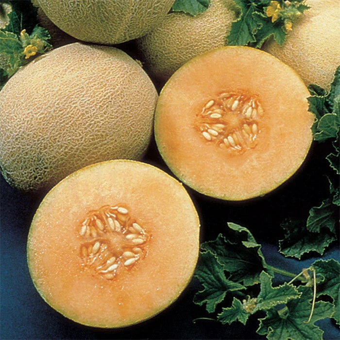 Cantaloupe Seeds - Atlantis Variety - Fresh Seeds for Home Garden - Cucumis melo