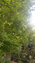 Japanese Green Maple Cuttings Six Stem for Propagation - Acer Palmatum