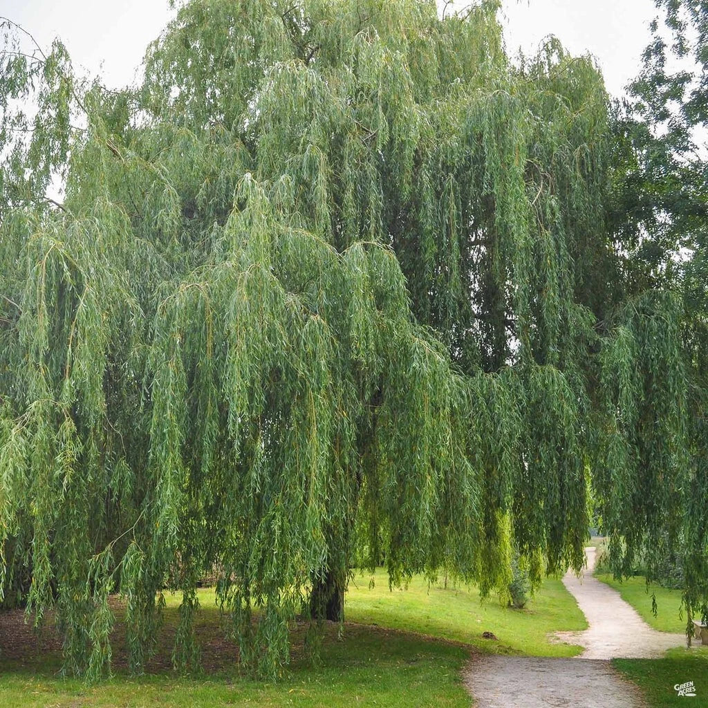 Weeping Willow Cuttings - 20 Unrooted Cuttings - Fast Growing Shade Tree - Salix babylonica