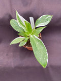 Philodendron White Princess Rooted Plant 3" Pot