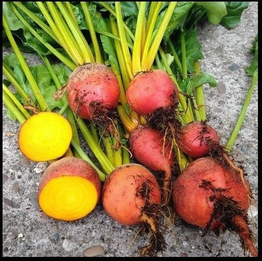 Golden Beet Seeds - Heirloom, Treated, Bulk (30/100/200/400) - Beta vulgaris - Fast-Growing, High-Yield Gardening Seeds