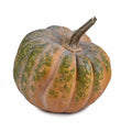 Musquee De Provence Pumpkin Seeds - 25+ Heirloom Seeds for Garden Planting - Cucurbita maxima - USA