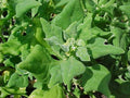 Spinach Seeds - New Zealand Spinach - Fresh Seeds - Tetragonia tetragonoides