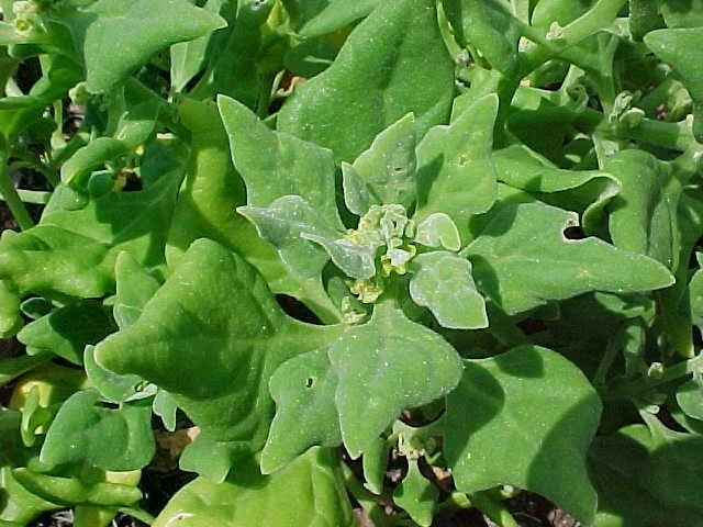 Spinach Seeds - New Zealand Spinach - Fresh Seeds - Tetragonia tetragonoides