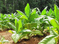 Organic Black Bolivian Tobacco 100 Seeds, Nicotiana tabacum, Heirloom Variety, Free Shipping