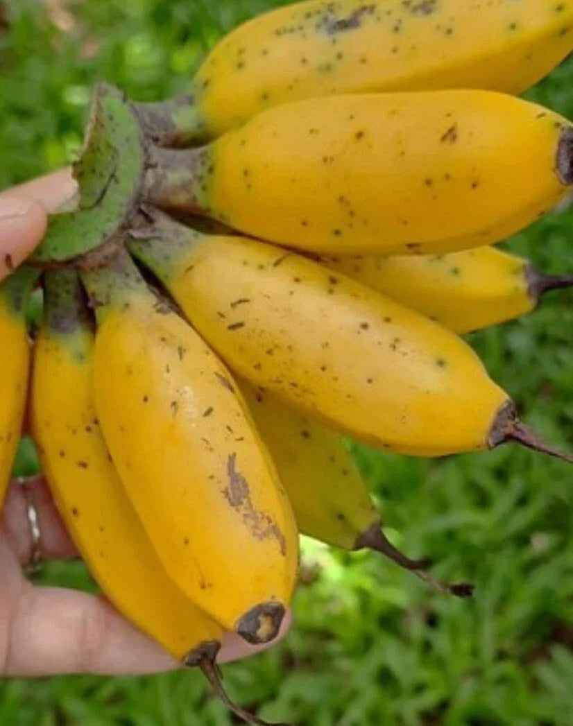 Musa Banana Plant Starter - Live Miniature Banana Plant - Tropical Houseplant - Musa spp.