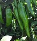 Heritage Chili Pepper Seeds, NM 6-4, Mild Green Chile, NuMex, Ristra, Heirloom Variety