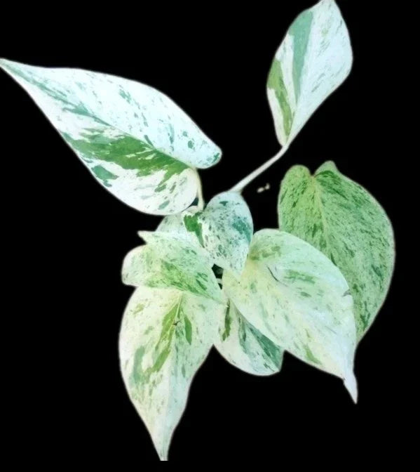 True Snow Queen Pothos Plant - 4" Pot - Variegated White Leaves - Epipremnum aureum