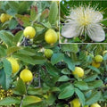 Yellow Guava Seeds - 30+ Organic Seeds for Lemon Guava & Apple Guava (Psidium guajava)