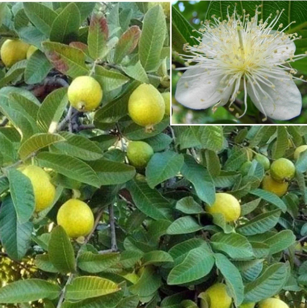 Yellow Guava Seeds - 30+ Organic Seeds for Lemon Guava & Apple Guava (Psidium guajava)