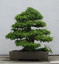 Trident Maple Seeds, 20 Seeds, Acer buergerianum, Hardy Tree Seeds for Bonsai or Landscaping