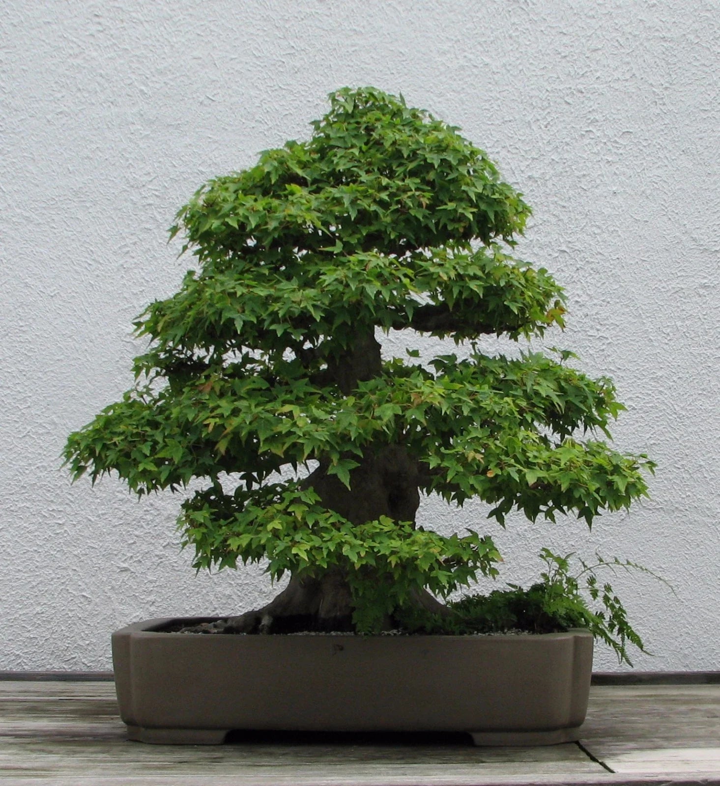 Trident Maple Seeds, 20 Seeds, Acer buergerianum, Hardy Tree Seeds for Bonsai or Landscaping