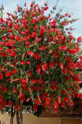 Red Cluster Bottlebrush Starter Plant - Small Rooted Callistemon Citrinus with Vibrant Red Flowers