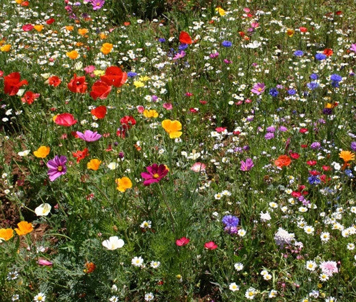 Wildflower Mix Seeds - 1 Oz Cascade Kaleidoscope - Colorful Blend for Gardens - Ideal for Pollinators and Beautification