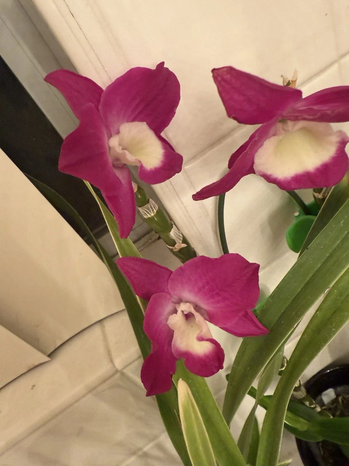 Dendrobium Orchid Cuttings for Propagation - Mixed Color - Dendrobium Noble