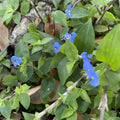Commelina Diffusa Cuttings - 15 Pieces, 7 Inches Long - No Soil - Tropical Ground Cover Plant