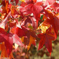Sweet Gum Tree Seeds - 50 Count - Vibrant Fall Colors - Liquidambar styraciflua - Great for Outdoor & Bonsai Use