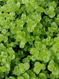 12 Lysimachia "Goldi" Moneywort Plants, Golden Creeping Jenny, Creeping Charlie, Ground Cover, Perennial, Live Plants