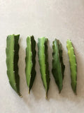 Red Dragon Fruit Cuttings 5 Pcs Pink Skin Red Flesh Ready To Plant Hylocereus undatus