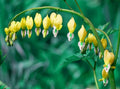 Yellow Bleeding Heart Seeds - 25 Perennial Flower Seeds - Lamprocapnos spectabilis - US Seller