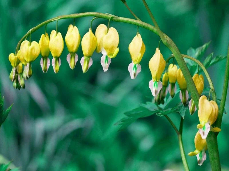 Yellow Bleeding Heart Seeds - 25 Perennial Flower Seeds - Lamprocapnos spectabilis - US Seller