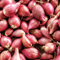 Nero Shallot Sets Bulbs | Traditional Round Onion 20 Seed | Fast Shipping | Allium ascalonicum