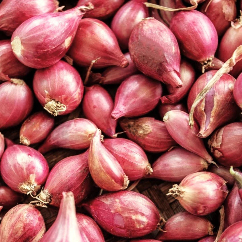 Nero Shallot Sets Bulbs | Traditional Round Onion 20 Seed | Fast Shipping | Allium ascalonicum