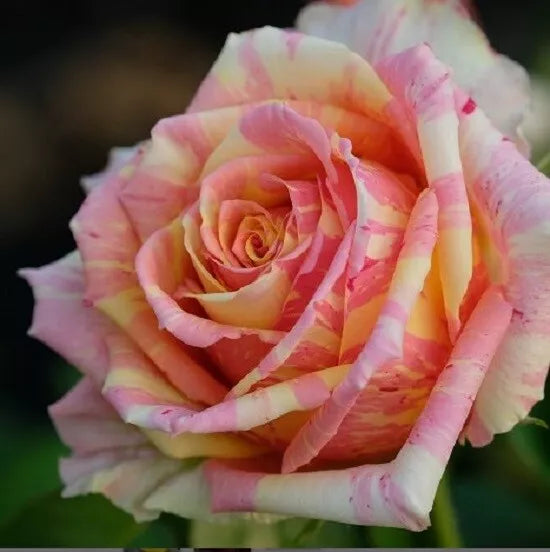 Pink Yellow Cream Rose Seeds - Perennial Flower Bush - 10 Seeds - Rosa spp.