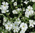 500 Seeds Baby's Breath White Annual Flower (Gypsophila elegans) - GroCo, Buy 15, Ships Free