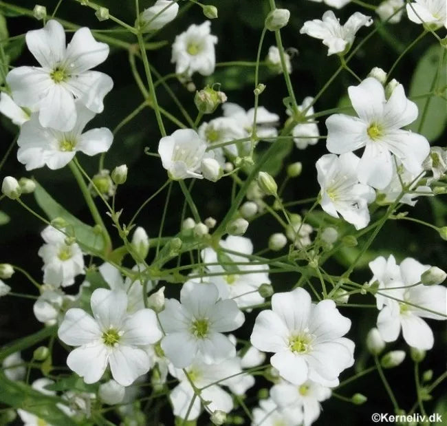 500 Seeds Baby's Breath White Annual Flower (Gypsophila elegans) - GroCo, Buy 15, Ships Free