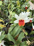 Orchid Plant Bare Root 1 Short Stem Den White/Orange Dendrobium Orchid