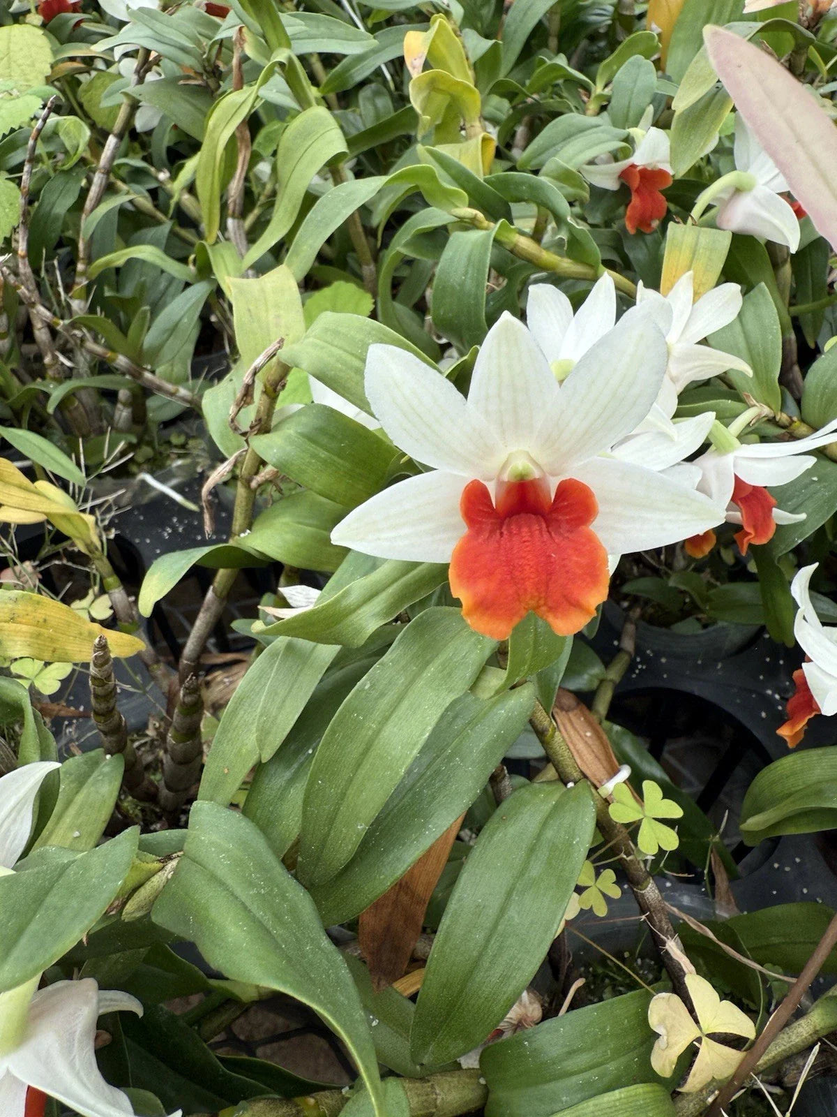 Orchid Plant Bare Root 1 Short Stem Den White/Orange Dendrobium Orchid
