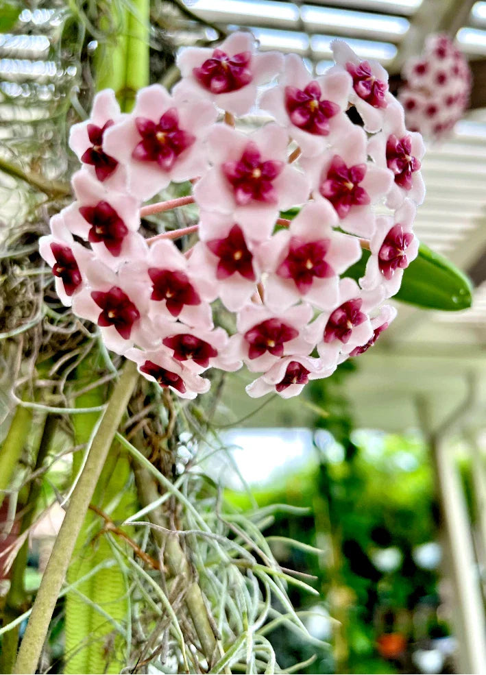 Hoya Plant - 4" Pot - Hoya Obovata - Tropical Wax Plant - Indirect Light Care - Houseplant for Home Decor