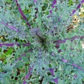 Red Russian Kale Seeds Non-GMO - Brassica Napus Var. Pabularia - Heirloom Vegetable Garden Seeds with Tracking Included