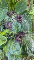 Black Bat Flower Plant - Small Rooted Starter - Tacca chantrieri - Black Lily