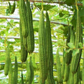 Da Rou Angled Luffa Gourd Seeds - Ridged Gourd for 2025 Planting - Okra Bitter (Luffa acutangula)