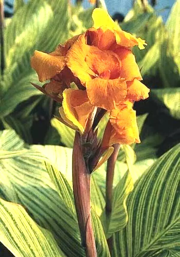Canna Lily Bulb 1 Live Plant - Pretoria Orange Variegated Bengal Tiger Canna striata