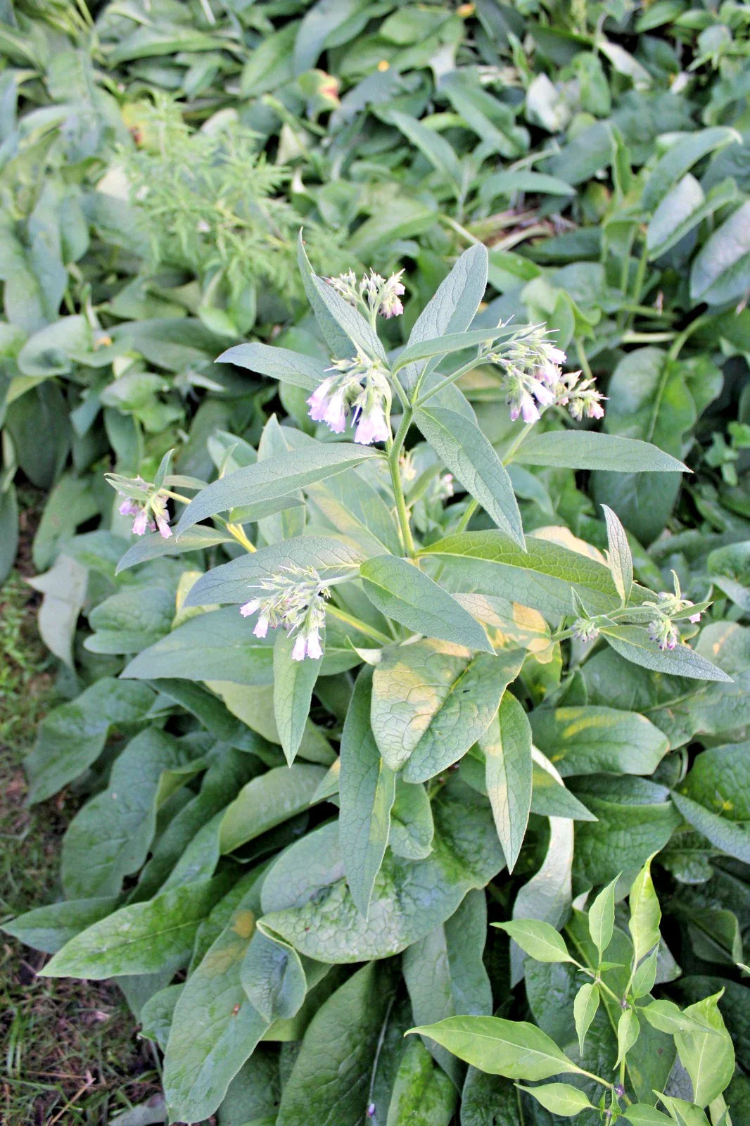 Fresh Harvest Organic Comfrey Roots for Planting - 11 Pieces - Russian Variety - Symphytum officinale