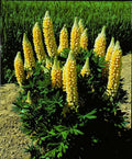 25 Yellow Lupine Seeds | Perennial Flower Seeds | Hardy Flower Seeds | Lupinus polyphyllus