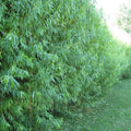 40 Hybrid Aussie Willow Tree Cuttings - Fast Growing, Hardy, Salix x.