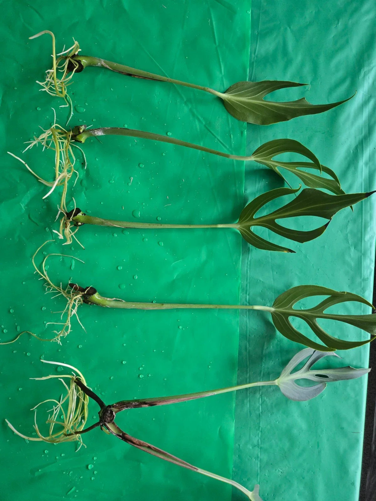 Monstera Burle Marx Cuttings - Rooted Plant, Unique Flame Variegation, Tropical Houseplant, Monstera adansonii