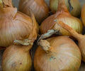 Sturon Onion Seeds - 500+ Pack for Garden Planting - Allium cepa - USA Grown, Non-GMO, High Yield