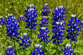 Texas Bluebonnet Seeds - 50 Organic Lupine Seeds - Native Wildflower - Lupinus texensis - Free Shipping USA