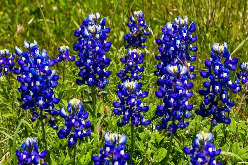Texas Bluebonnet Seeds - 50 Organic Lupine Seeds - Native Wildflower - Lupinus texensis - Free Shipping USA