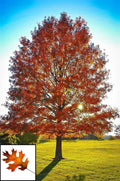 Live Pin Oak Tree Fully Rooted Plant 1-3 Years Old Native Variety Quercus palustris 6-35" Tall Beautiful Decorative Tree