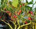 Tomato Tree Bonsai Seeds - 10 Pack - Tamarillo, Cyphomandra betacea - Ideal for Planting and Gardening