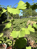 Live Ginkgo Tree Seedling - Ancient Healing Tree for Garden, Patio, or Gift - Ginkgo biloba