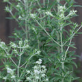 Mountain Mint Seeds - 650 Count - Pycnanthemum pilosum - Organic Herb Seeds for Garden and Landscaping