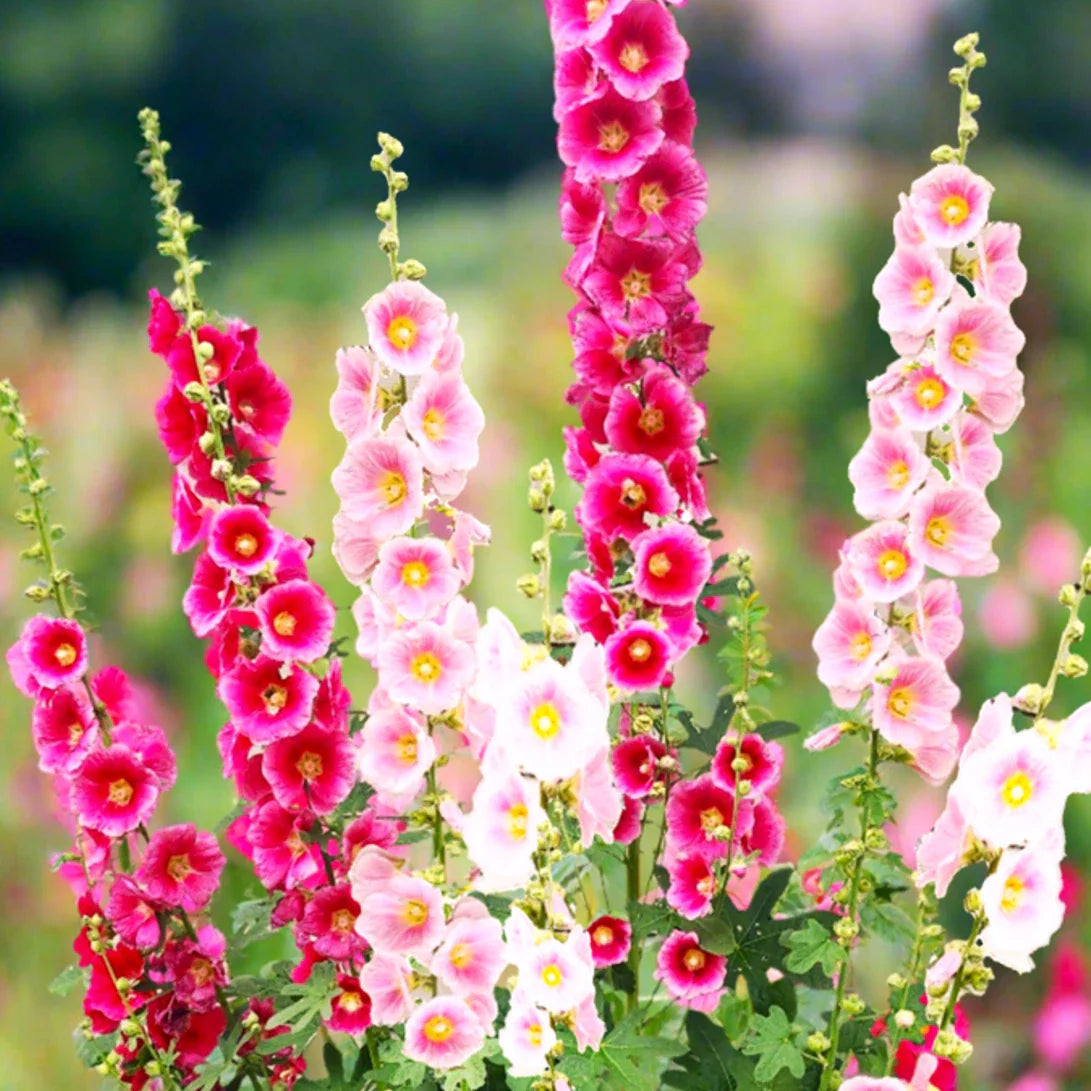 Hollyhock Seeds Mix | Single Flowered Variety | Alcea Rosea Garden Flower Seeds 2025